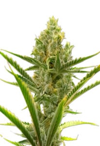 Gelato Strain Autoflowering Cannabis Seeds
