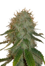 Ghost OG Strain Autoflowering Cannabis Seeds