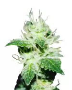 Ghost Train Haze Feminized Cannabis Seeds