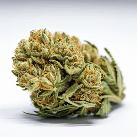 Girl Scout Cookies Strain