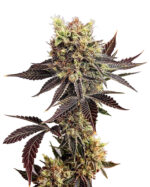 Girl Scout Cookies Strain Feminized Cannabis Seeds