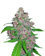 Glitter Glue Strain Feminized Cannabis Seeds