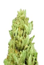 God Bud Regular Cannabis Seeds