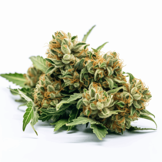 God's Gift Strain