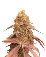 God’s Gift Strain Feminized Cannabis Seeds