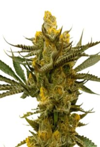 Gold Leaf Feminized Marijuana Seeds