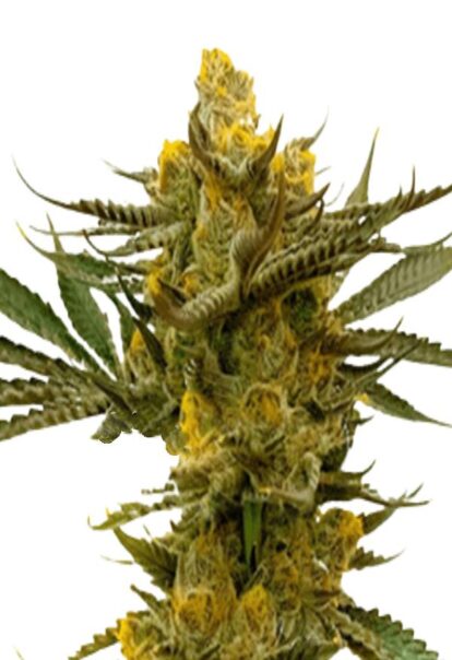Gold Leaf Feminized Cannabis Seeds