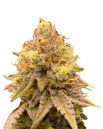 Gold Leaf Strain Feminized Cannabis Seeds