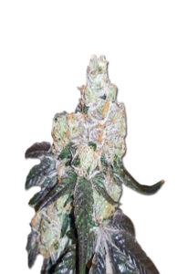 Gorilla Mint Feminized Cannabis Seeds