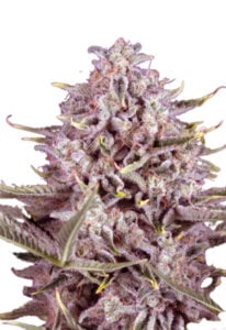 CBD Gorilla Fast Flower Cannabis Seeds