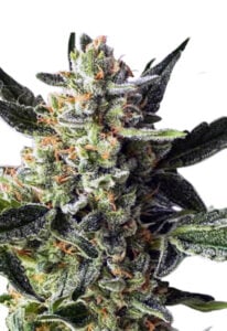 Gorilla Cake Autoflower Marijuana Seeds