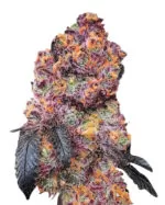 Gorilla Chip Strain Feminized Cannabis Seeds