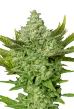 Gorilla Cookies Strain Autoflowering Cannabis Seeds