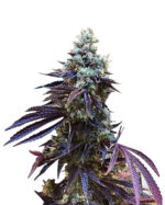 Gorilla G Lemon Strain Feminized Cannabis Seeds