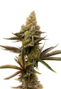 Gorilla Glue #4 Strain Autoflowering Cannabis Seeds