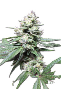 Gorilla Glue #4 Feminized Cannabis Seeds