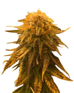 Gorilla Glue #4 Strain Feminized Cannabis Seeds