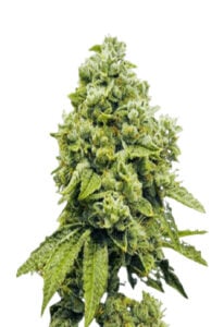 Gorilla Glue Regular Cannabis Seeds
