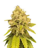 Gorilla Lemon Fire Strain Feminized Cannabis Seeds