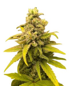 Gorilla Mint Strain Feminized Cannabis Seeds