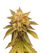 Gorilla Punch Strain Feminized Cannabis Seeds