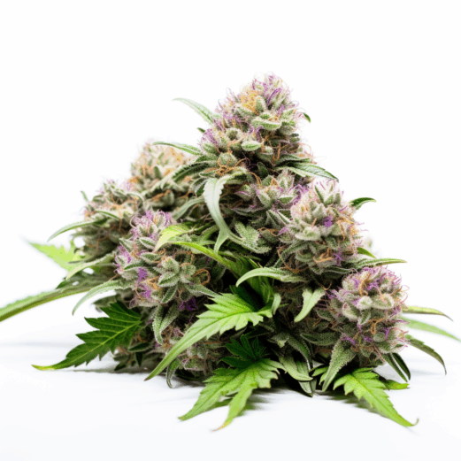 Grandaddy Black Strain
