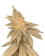 Grandaddy Black Strain Feminized Cannabis Seeds
