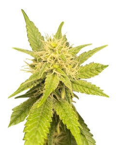 Grandaddy Bruce Strain Feminized Cannabis Seeds