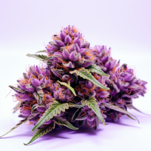 Grandaddy Purple Strain Feminized Cannabis Seeds
