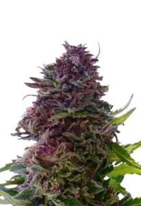 Grandaddy Purple Regular Cannabis Seeds