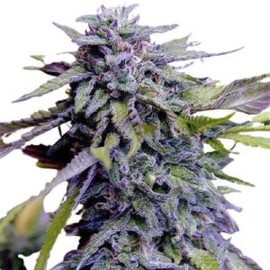 Grandaddy Purple Feminized Marijuana Seeds