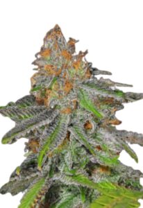 Grape Ape Feminized Marijuana Seeds