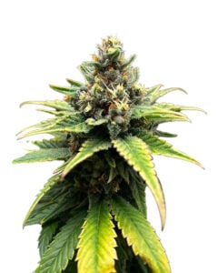Grape Ape Strain Feminized Cannabis Seeds