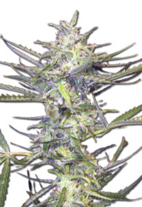 Grape Drink Autoflower Cannabis Seeds
