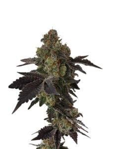 Grape Drink Strain Autoflowering Cannabis Seeds
