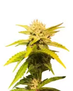 Grape Drink Strain Feminized Cannabis Seeds