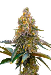 Grape Killer 99 Feminized Cannabis Seeds