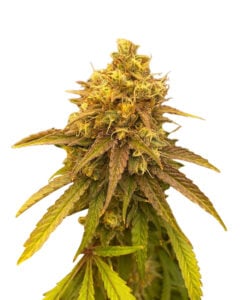 Grape Killer 99 Strain Feminized Cannabis Seeds