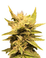 Grapefruit Strain Feminized Cannabis Seeds