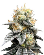 Grapeness Strain Feminized Cannabis Seeds