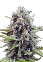 Gravity Strain Autoflowering Cannabis Seeds