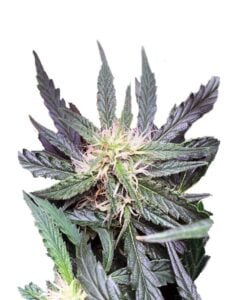 Grease Gun Autoflower Marijuana Seeds