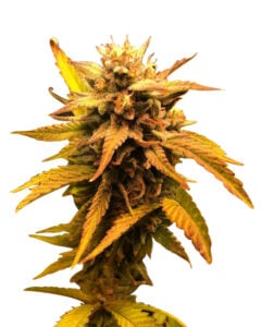 Green Apple Pie Strain Feminized Cannabis Seeds