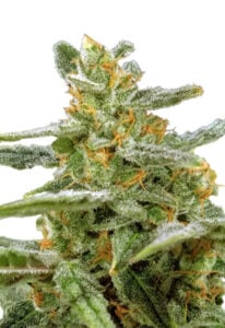 Green Crack Strain Autoflowering Cannabis Seeds