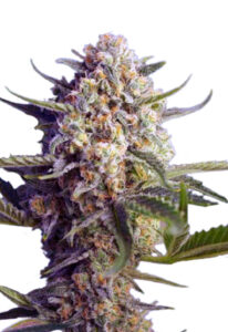 Green Dream Autoflower Cannabis Seeds