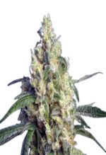Green Dream Feminized Cannabis Seeds