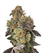 Green Dream Strain Autoflowering Cannabis Seeds