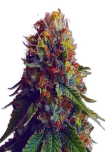 Green Goblin Feminized Cannabis Seeds