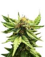 Green Goblin Strain Feminized Cannabis Seeds