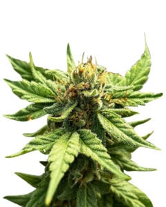 Green Goblin Strain Feminized Cannabis Seeds